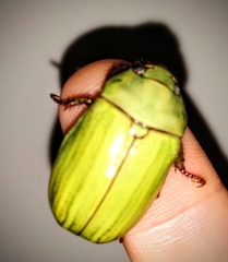 Pelidnota prasina
