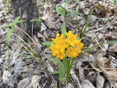Lithospermum canescens