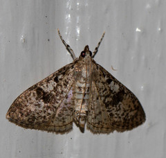 Palpita freemanalis