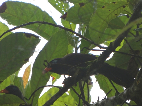 Black Laughingthrush (Melanocichla lugubris), photo 4