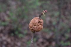 Disholcaspis spongiosa