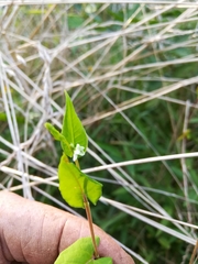 Fallopia cristata