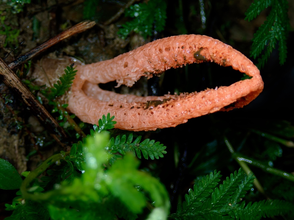 Pseudocolus fusiformis · May 2026 · photo: © jayparoline (iNaturalist, cc-by)