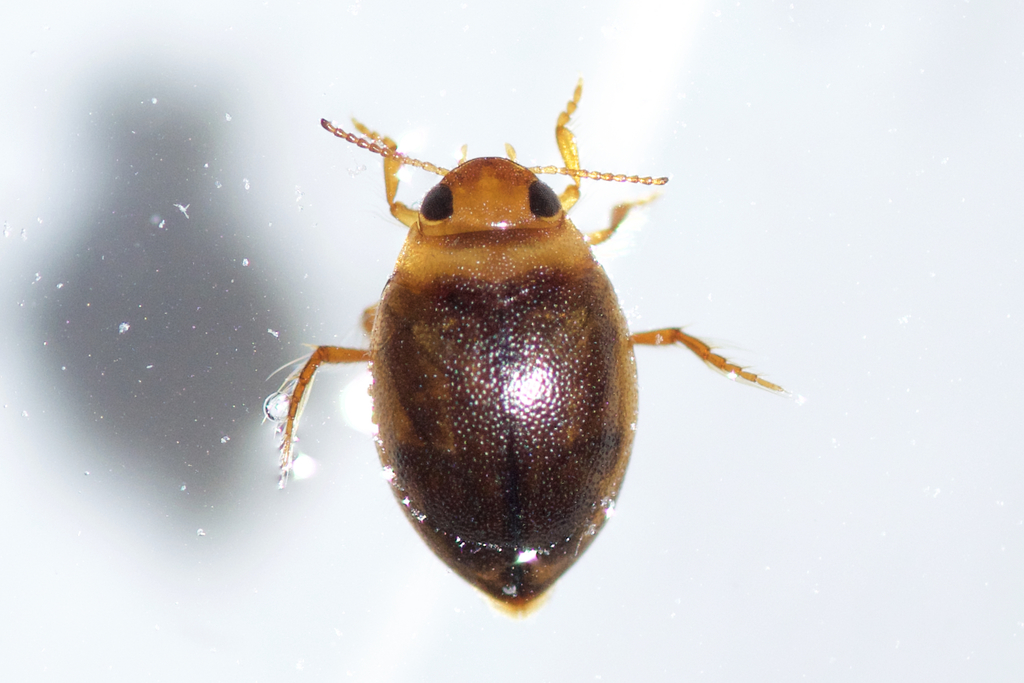 Say's Diving Beetle