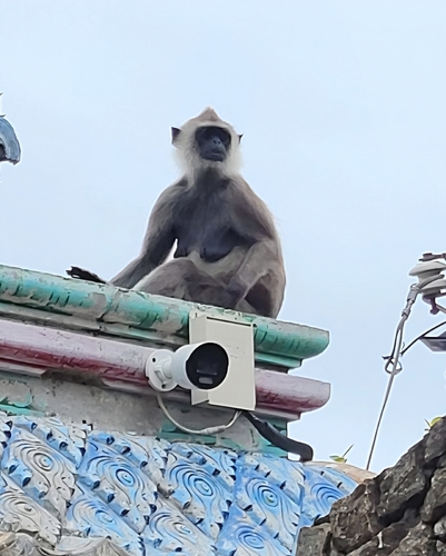Tufted Gray Langur