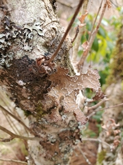 Lobaria anomala