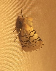 Chrysoecia atrolinea