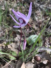 Erythronium hendersonii