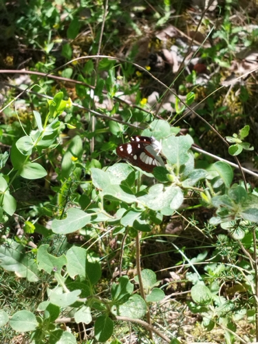 Southern White Admiral