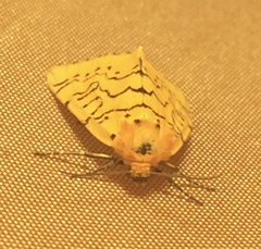 Chrysoecia atrolinea