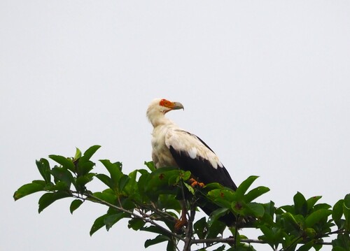 Palm-nut Vulture