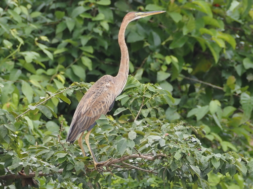 Purple Heron