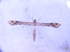 Anstenoptilia marmarodactyla