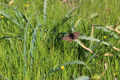 Euphydryas editha bayensis