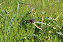 Euphydryas editha bayensis