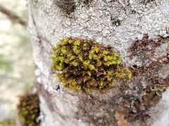 Ulota obtusiuscula
