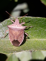 Diceraeus