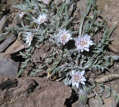 Leucheria candidissima
