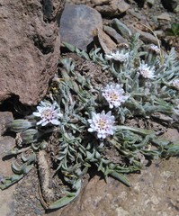 Leucheria candidissima