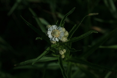 Achillea acuminata