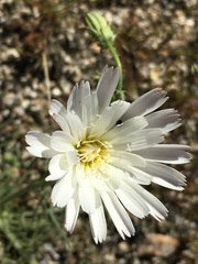 Calycoseris wrightii