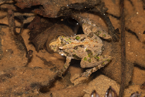 Northern Cricket Frog