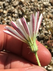 Calycoseris wrightii