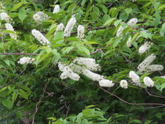 Prunus grayana, photograph (c) Timur Kalininsky, some rights reserved (CC BY)