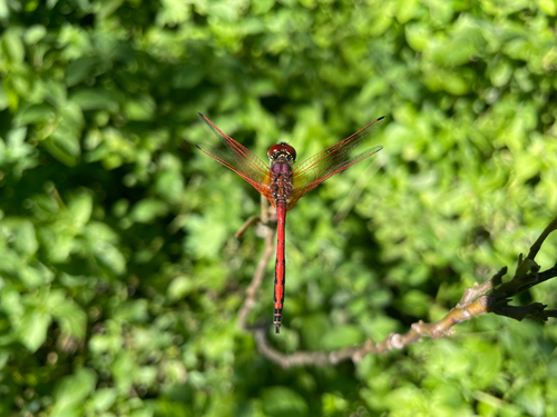 Red-veined Dropwing