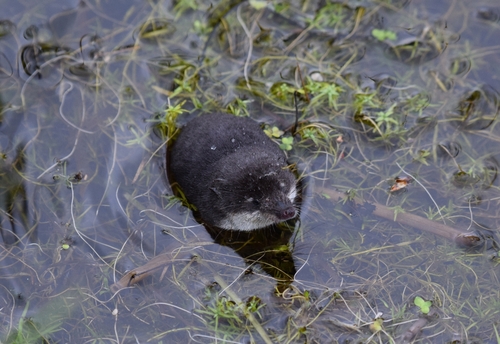 Eurasian Water Shrew