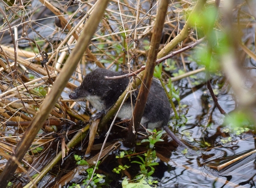 Eurasian Water Shrew, photo 4 of 10