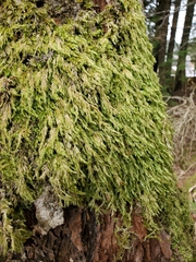 Pseudisothecium cardotii