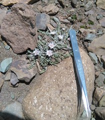 Leucheria candidissima