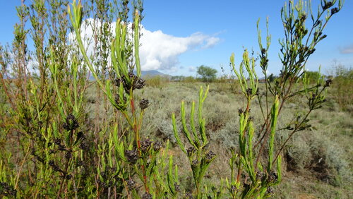 Leucadendron corymbosum, photograph 2