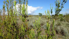 (c) Paul Emms, some rights reserved (CC BY-SA) Leucadendron corymbosum, photograph (c) Paul Emms, some rights reserved (CC BY-SA)