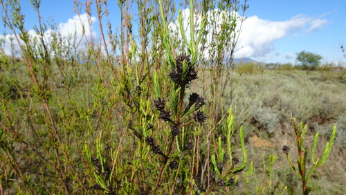 Leucadendron corymbosum, photograph 1