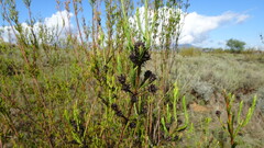 (c) Paul Emms, some rights reserved (CC BY-SA) Leucadendron corymbosum, photograph (c) Paul Emms, some rights reserved (CC BY-SA)