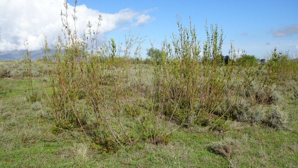 Leucadendron corymbosum; photograph (c) Paul Emms, some rights reserved (CC BY-SA)