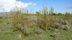 Leucadendron corymbosum