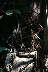 Copeoglossum nigropunctatum