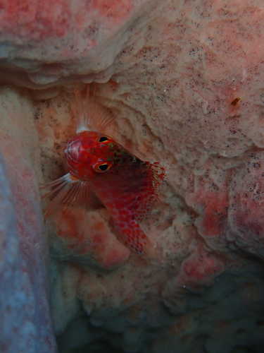 Cirrhitichthys oxycephalus