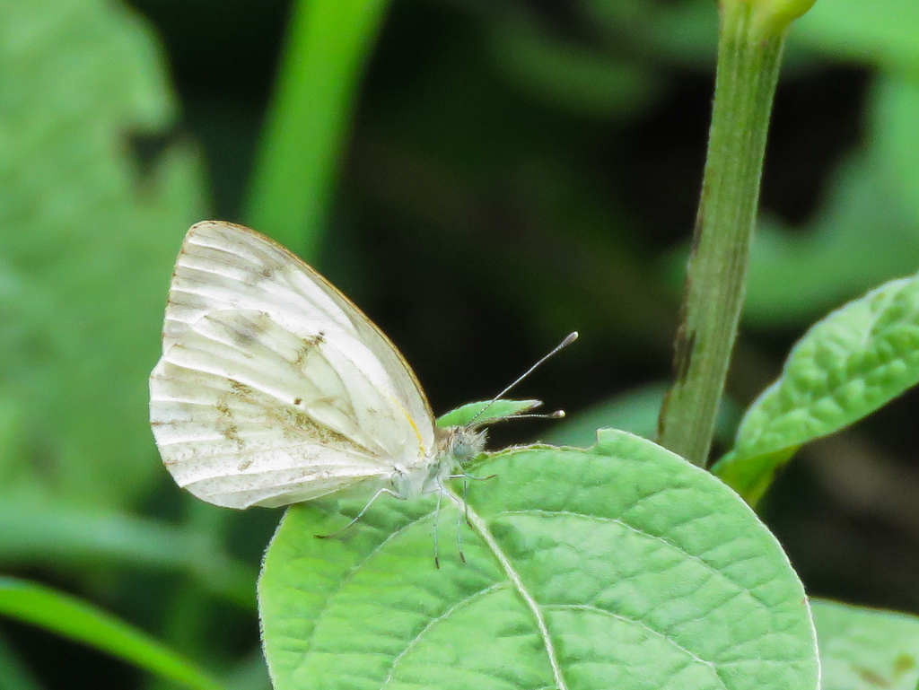 Black-veined Small White