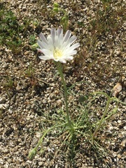 Calycoseris wrightii