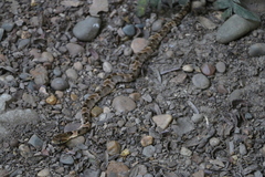 Xenodon rabdocephalus