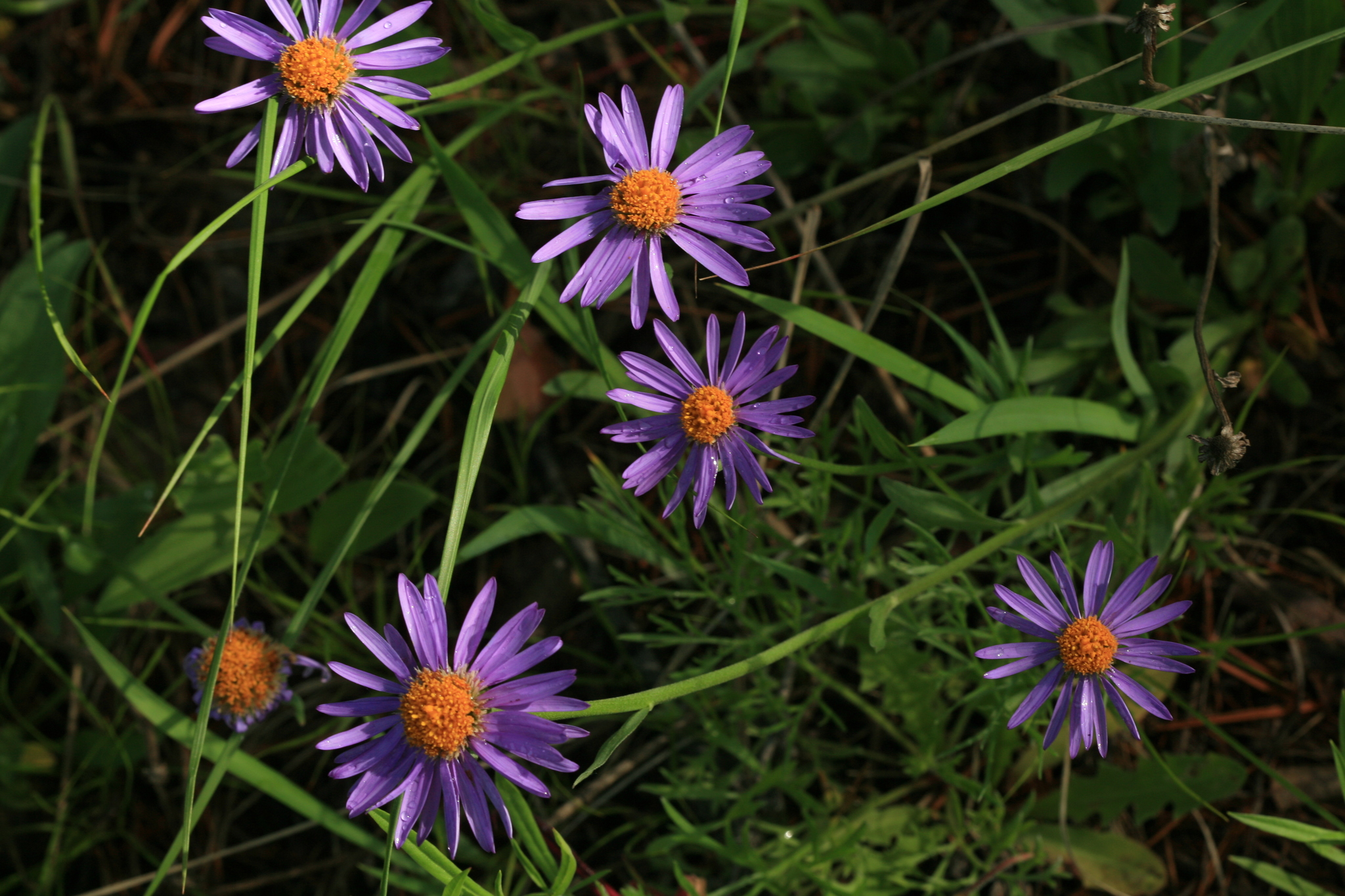 Aster alpinus var. serpentimontanus