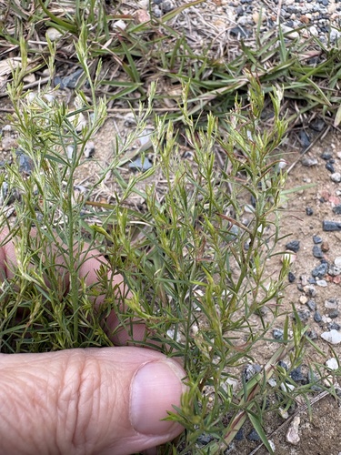 Lechea tenuifolia, photograph 2