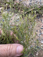 author not stated, no rights reserved Lechea tenuifolia, photograph author not stated, no rights reserved