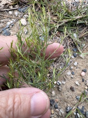 author not stated, no rights reserved Lechea tenuifolia, photograph author not stated, no rights reserved