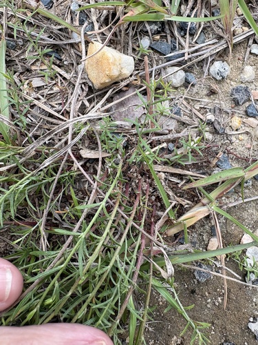 Lechea tenuifolia, photograph 4