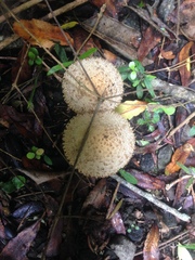 Lacrymaria asperospora